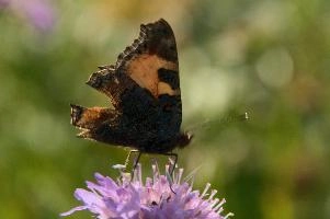 Aglais urticae
Aglais urticae, small, mountains, swiss, urticae, insect, aglais, colourful, butterfly, alpine, animal, appenzell, lepidoptera, wildlife, tortoiseshell, imago, field, adult, arthropod, invertebrate, wild, alps, switzerland, flower, meadow, tortoiseshell, small