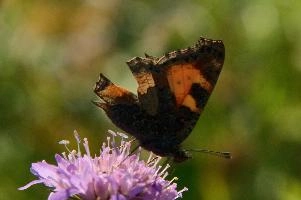 Aglais urticae
Aglais urticae, small, mountains, swiss, urticae, insect, aglais, colourful, butterfly, alpine, animal, appenzell, lepidoptera, wildlife, tortoiseshell, imago, field, adult, arthropod, invertebrate, wild, alps, switzerland, flower, meadow, tortoiseshell, small