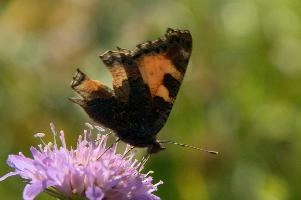 Aglais urticae
Aglais urticae, small, mountains, swiss, urticae, insect, aglais, colourful, butterfly, alpine, animal, appenzell, lepidoptera, wildlife, tortoiseshell, imago, field, adult, arthropod, invertebrate, wild, alps, switzerland, flower, meadow, tortoiseshell, small