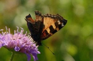 Aglais urticae
Aglais urticae, small, mountains, swiss, urticae, insect, aglais, colourful, butterfly, alpine, animal, appenzell, lepidoptera, wildlife, tortoiseshell, imago, field, adult, arthropod, invertebrate, wild, alps, switzerland, flower, meadow, tortoiseshell, small