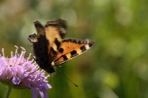 Aglais urticae
Aglais urticae, small, mountains, swiss, urticae, insect, aglais, colourful, butterfly, alpine, animal, appenzell, lepidoptera, wildlife, tortoiseshell, imago, field, adult, arthropod, invertebrate, wild, alps, switzerland, flower, meadow, tortoiseshell, small