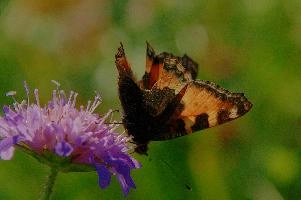 Appenzell, small, mountains, swiss, urticae, insect, aglais, colourful, butterfly, alpine, animal, appenzell, lepidoptera, wildlife, tortoiseshell, imago, field, adult, arthropod, invertebrate, wild, alps, switzerland, flower, meadow, tortoiseshell, small
