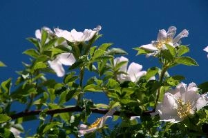 dsc_212157.jpg