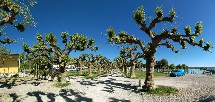 Konstanz Hafenpromenade, lake, avenue, switzerland, trees, sun, plane, konstanz, border, bodensee, harbour, constance, blue sky, kreuzlingen, fresh, gardens, germany, pollards, shadows, folliage, town, spring
