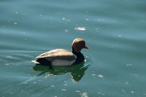dsc_212585.jpg