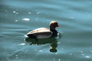 dsc_212587.jpg