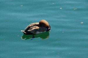 dsc_212610.jpg