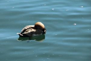 dsc_212611.jpg