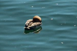 dsc_212612.jpg