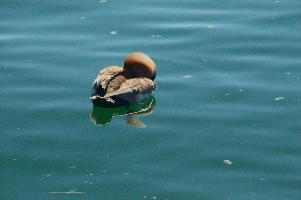 dsc_212613.jpg