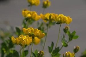 Greater birds-foot trefoil (Lotus pedunculators) at Schaffhausen, Switzerland, null