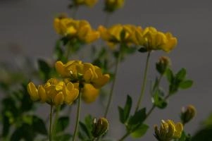 Greater birds-foot trefoil (Lotus pedunculators) at Schaffhausen, Switzerland, null