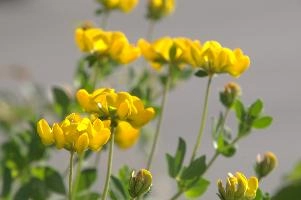Greater birds-foot trefoil (Lotus pedunculators) at Schaffhausen, Switzerland, rheinfall, comosa, vetch, switzerland, leguminous, trout, alpine, rhine, yellow, schaffhausen, clover, fish, alps, flower, native, perennial, pea, hippocrepis, horseshoe, wildflower, wild, flora, summer