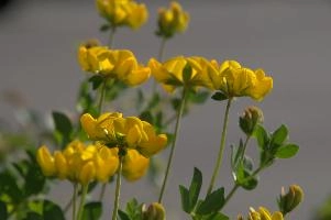 Greater birds-foot trefoil (Lotus pedunculators) at Schaffhausen, Switzerland, null