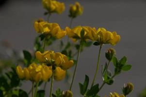 Greater birds-foot trefoil (Lotus pedunculators) at Schaffhausen, Switzerland, null
