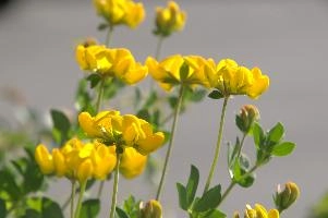 Greater birds-foot trefoil (Lotus pedunculators) at Schaffhausen, Switzerland, rheinfall, comosa, vetch, switzerland, leguminous, trout, alpine, rhine, yellow, schaffhausen, clover, fish, alps, flower, native, perennial, pea, hippocrepis, horseshoe, wildflower, wild, flora, summer