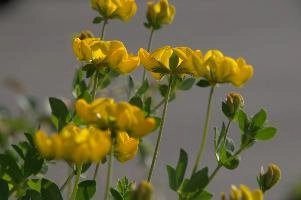Greater birds-foot trefoil (Lotus pedunculators) at Schaffhausen, Switzerland, rheinfall, comosa, vetch, switzerland, leguminous, trout, alpine, rhine, yellow, schaffhausen, clover, fish, alps, flower, native, perennial, pea, hippocrepis, horseshoe, wildflower, wild, flora, summer