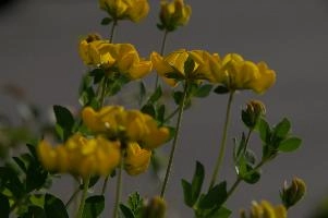 Greater birds-foot trefoil (Lotus pedunculators) at Schaffhausen, Switzerland, null