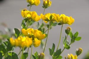 Greater birds-foot trefoil (Lotus pedunculators) at Schaffhausen, Switzerland, rheinfall, comosa, vetch, switzerland, leguminous, trout, alpine, rhine, yellow, schaffhausen, clover, fish, alps, flower, native, perennial, pea, hippocrepis, horseshoe, wildflower, wild, flora, summer