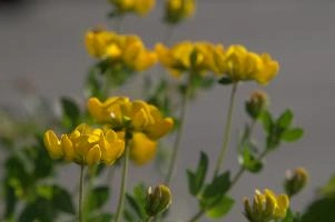 Greater birds-foot trefoil (Lotus pedunculators) at Schaffhausen, Switzerland, null