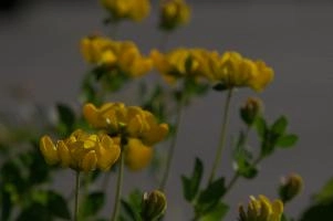 Greater birds-foot trefoil (Lotus pedunculators) at Schaffhausen, Switzerland, null