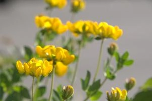 Greater birds-foot trefoil (Lotus pedunculators) at Schaffhausen, Switzerland, rheinfall, comosa, vetch, switzerland, leguminous, trout, alpine, rhine, yellow, schaffhausen, clover, fish, alps, flower, native, perennial, pea, hippocrepis, horseshoe, wildflower, wild, flora, summer