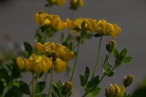 Greater birds-foot trefoil (Lotus pedunculators) at Schaffhausen, Switzerland, null