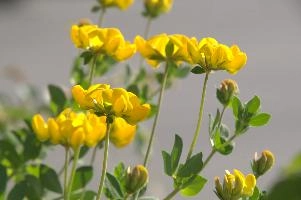 Greater birds-foot trefoil (Lotus pedunculators) at Schaffhausen, Switzerland, rheinfall, comosa, vetch, switzerland, leguminous, trout, alpine, rhine, yellow, schaffhausen, clover, fish, alps, flower, native, perennial, pea, hippocrepis, horseshoe, wildflower, wild, flora, summer