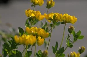 Greater birds-foot trefoil (Lotus pedunculators) at Schaffhausen, Switzerland, rheinfall, comosa, vetch, switzerland, leguminous, trout, alpine, rhine, yellow, schaffhausen, clover, fish, alps, flower, native, perennial, pea, hippocrepis, horseshoe, wildflower, wild, flora, summer