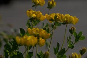 Greater birds-foot trefoil (Lotus pedunculators) at Schaffhausen, Switzerland, null