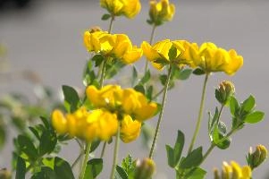 Greater birds-foot trefoil (Lotus pedunculators) at Schaffhausen, Switzerland, rheinfall, comosa, vetch, switzerland, leguminous, trout, alpine, rhine, yellow, schaffhausen, clover, fish, alps, flower, native, perennial, pea, hippocrepis, horseshoe, wildflower, wild, flora, summer