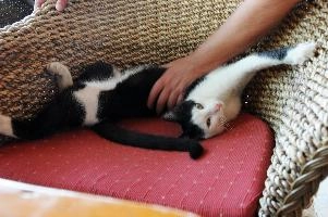 Bettina in Kriti, kriti, greece, feline, piebald, cat, bar, stroking, café, fur, crete, black, hunter, mediterranean, tame, predator, island, wicker, white, cushion, tourist, friendly, hairy, animal, restaurant, petting, feral, hand, chair seat