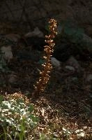 Lathraea squamaria, null