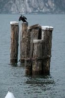 Cormorant, null