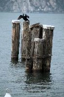 Cormorant, null
