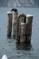 Cormorant, null
