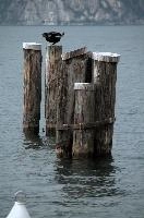 Cormorant, null