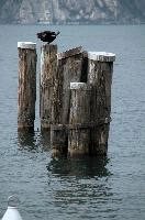 Cormorant, null
