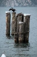 Cormorant, null