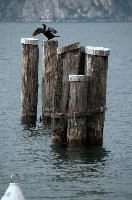 Cormorant, null