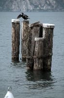 Cormorant, null
