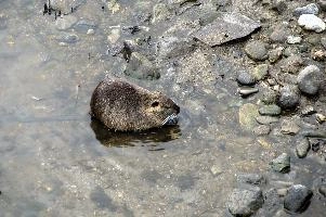 Coypu, Cairo Montenotte, river, wild, coypu, savona, aquatic, montenotte, liguria, alien, italy, hairy, cairo, invasive, introduced, fur, nutria, wildlife, animal, rodent, furry, large, herbivorous, myocastoridae