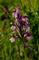 dsc_168247.jpg
