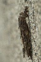 dsc_169274.jpg