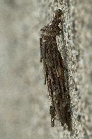 dsc_169275.jpg