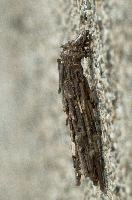 dsc_169276.jpg