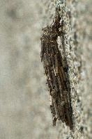 dsc_169277.jpg