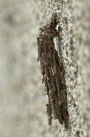 dsc_169278.jpg