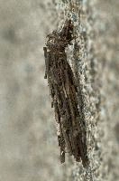dsc_169279.jpg