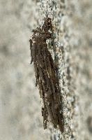 dsc_169281.jpg